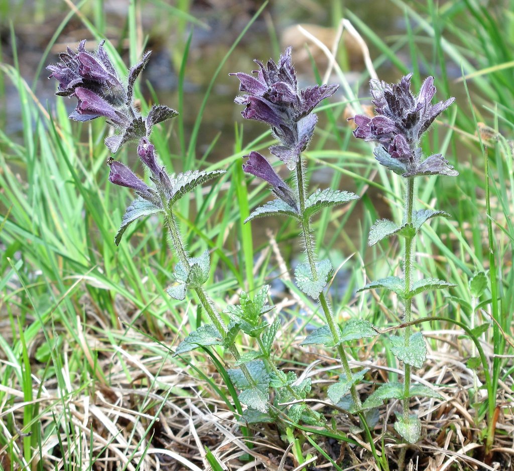Bartsia alpina